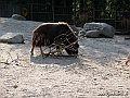 KBH zoo 190703 237